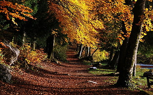 landscape photography of autumn leave trees