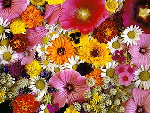 yellow Pansy flowers with pink Petunias, white and pink Daisies, and yellow Chrysanthemums