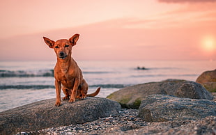 short-coated tan puppy sits on rock formation near sea during sunset