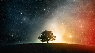 tree in the middle of a field HD wallpaper