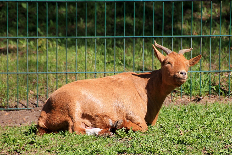 brown goat on green grass during daytime HD wallpaper