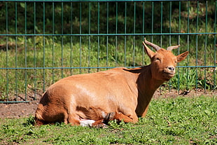 brown goat on green grass during daytime
