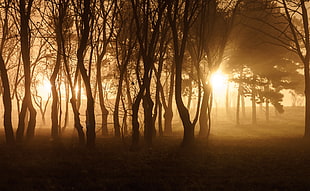 silhouette photo of trees