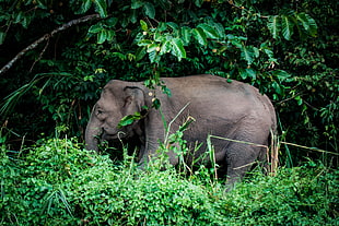 gray elephant, Elephant, Grass, Trees
