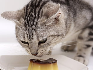 closeup photo of brown Tabby cat smelling black chocolate