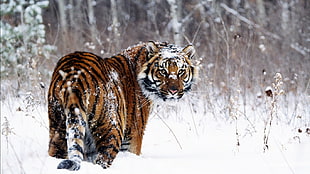 tiger looking sideways on snowfield HD wallpaper