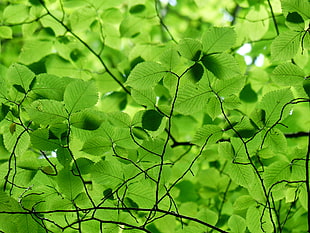 macro photography of green leaves HD wallpaper