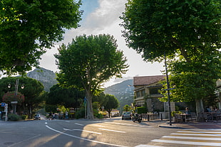 green tree, Eze, France, street, Europe