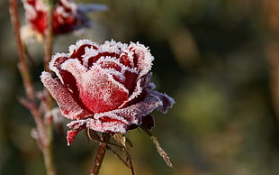 tilt lens photography of frozen red rose