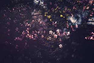 pink petaled flowers, nature, flowers, depth of field HD wallpaper