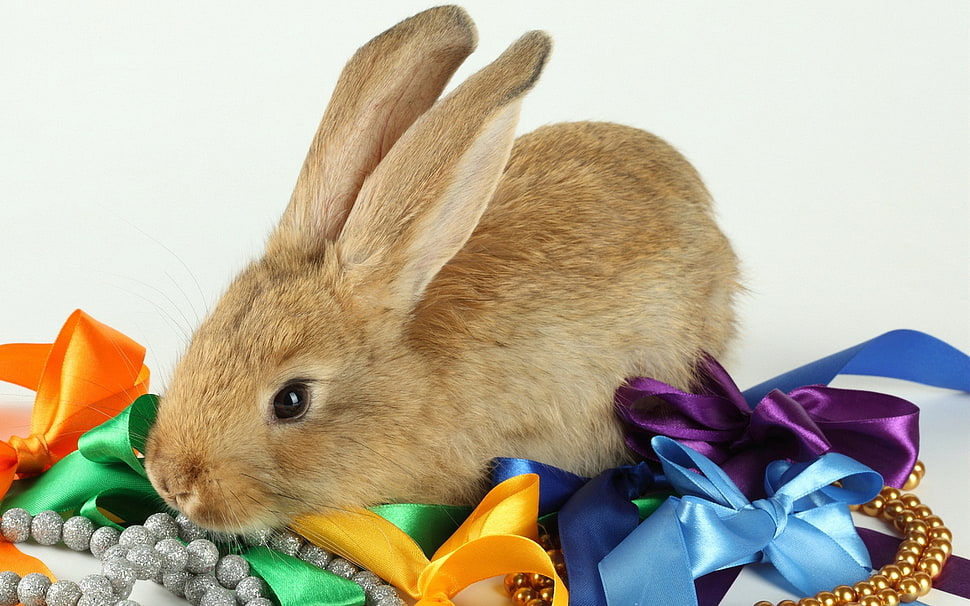 brown rabbit on bows and beaded accessories HD wallpaper