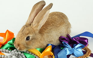 brown rabbit on bows and beaded accessories