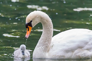Mute Swan with fledgling on water, köln