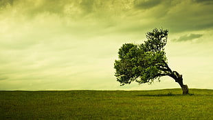 green leaf tree bending to the side under cloudy sky HD wallpaper