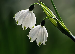 two white flowers