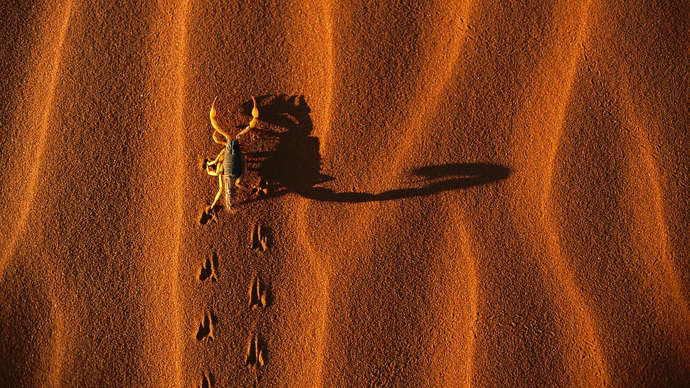 brown scorpion on sand HD wallpaper