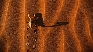 brown scorpion on sand