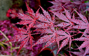 macro shot photo of leaves with water drops, maples