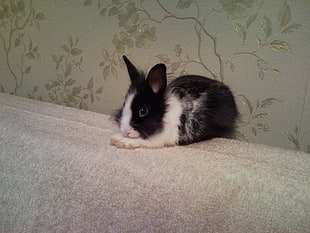 white and black rabbit against wall