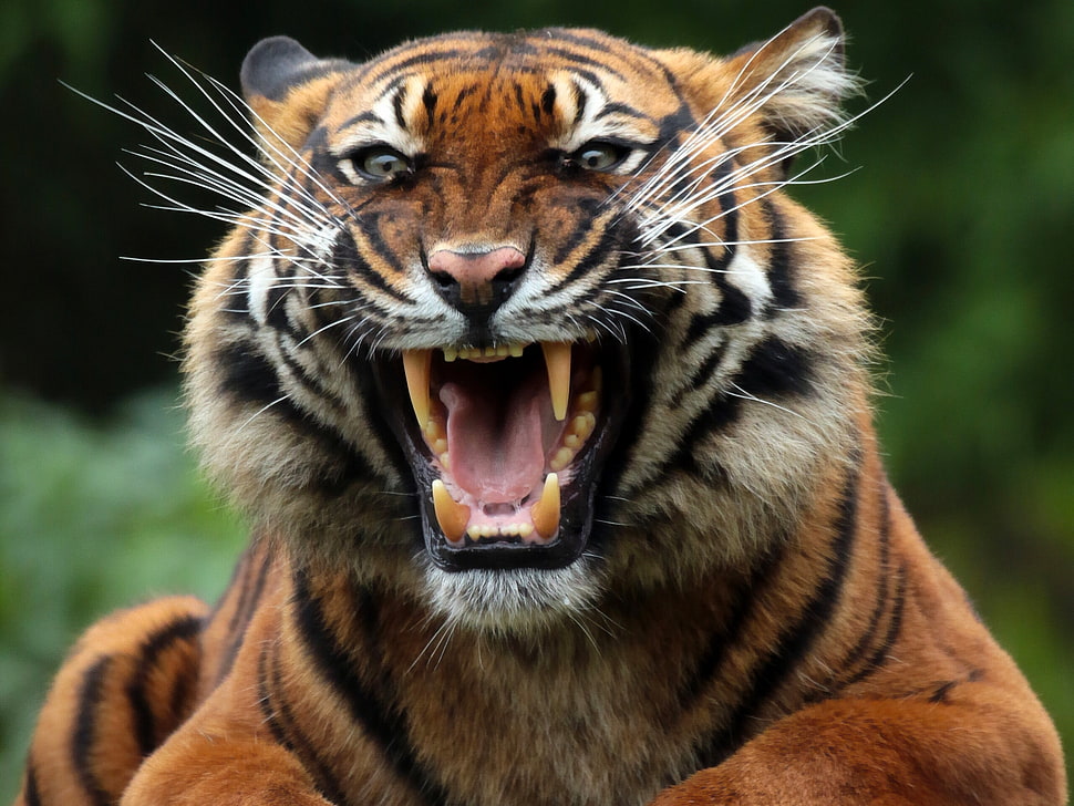 selective focus photo of a tiger HD wallpaper