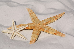 brown and white star fish on white sand HD wallpaper