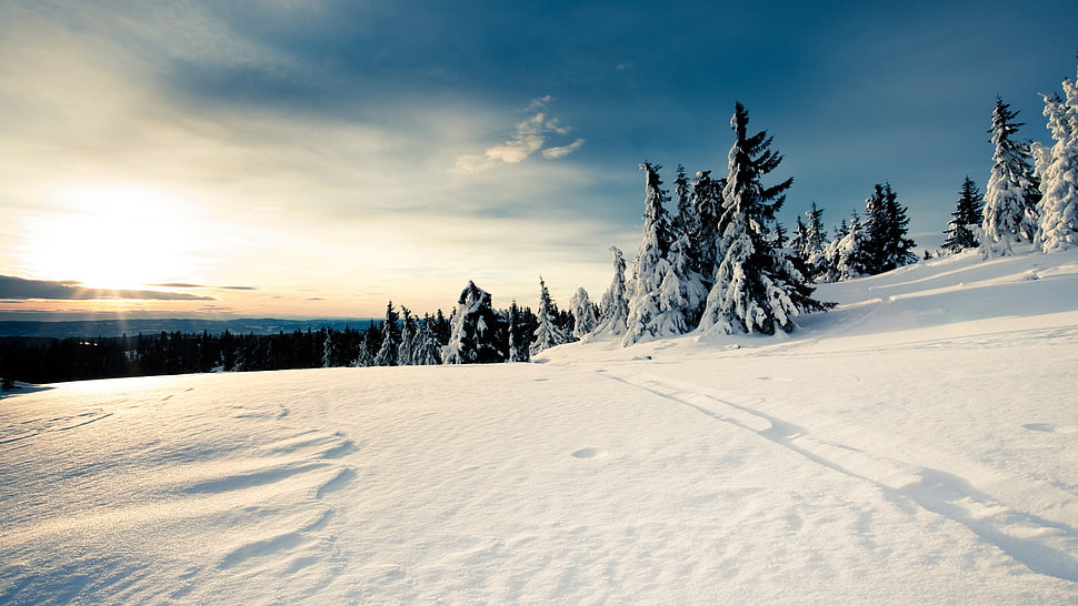 trees during snow HD wallpaper