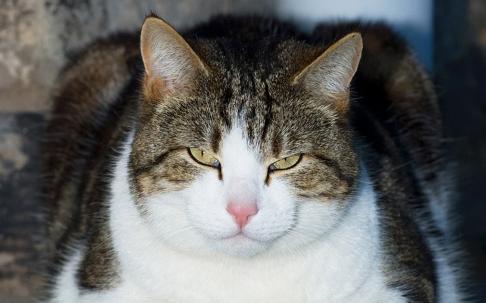 grey and white tabby cat HD wallpaper