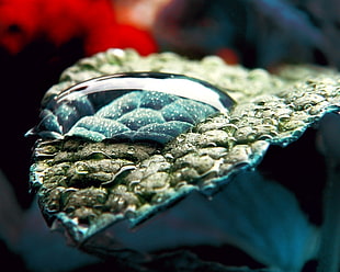shallow focus photography of leaf