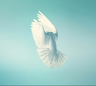 white pigeon HD wallpaper