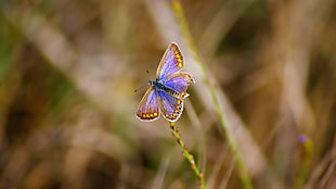 purple and yellow butterfly, butterfly, insect