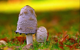 two brown mushrooms, mushroom