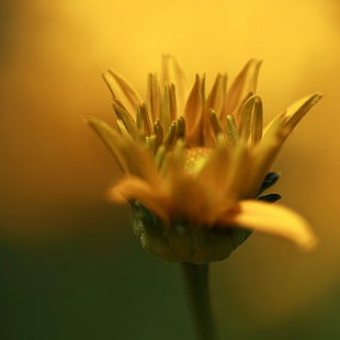 photo of yellow sunflower HD wallpaper