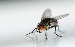 macro photo of a grey and black Common Housefly