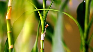 close-up photo of green plant HD wallpaper