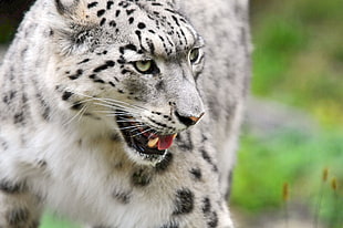 cheetah close-up photo