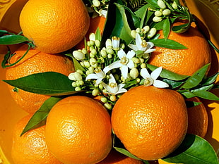 bunch of orange fruit