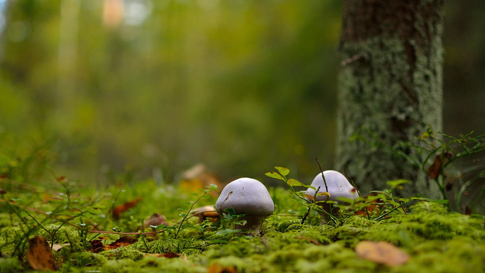 two white mushrooms, mushroom, macro, forest HD wallpaper