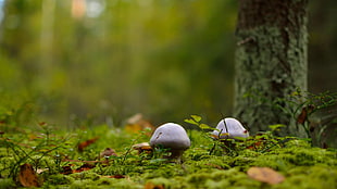 two white mushrooms, mushroom, macro, forest HD wallpaper
