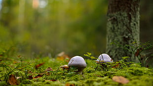 two white mushrooms, mushroom, macro, forest