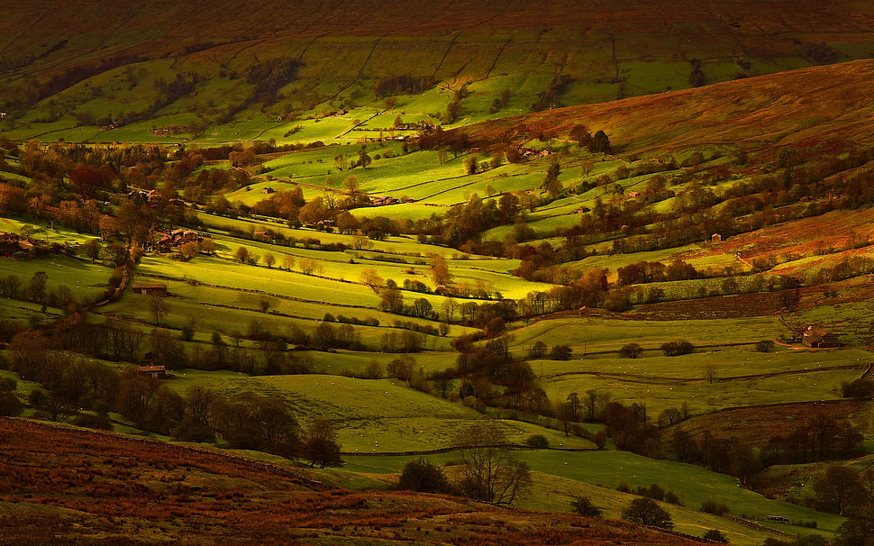 green field HD wallpaper