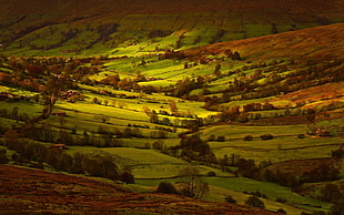 green field