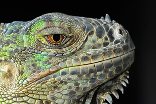 closeup photo of reptile