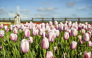 group of pink tulips