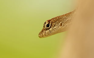 brown and white gecko