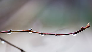 shallow focus photo of brown plant branch