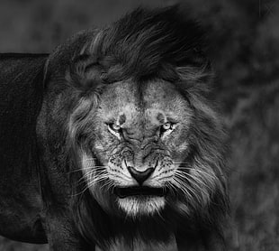 grascale photo of lion