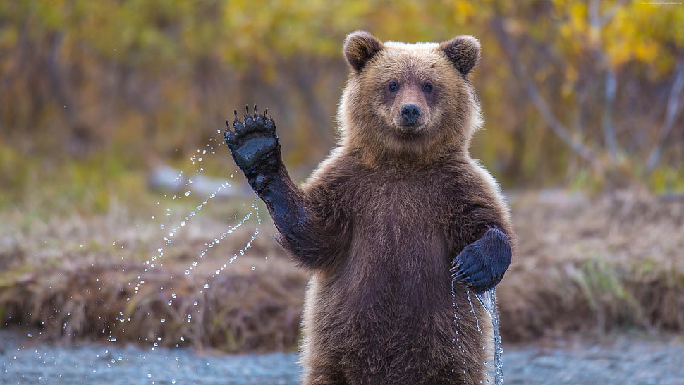 brown bear during daytime HD wallpaper