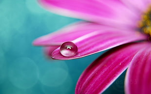 focus photo of pink flower with water dew