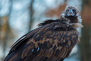 brown vulture, Vulture, Carrion, Bird