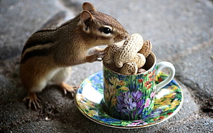 squirrel in front of peanut on mug and saucet